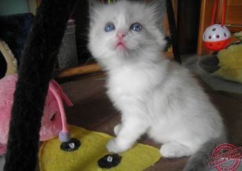 chaton femelle - 5 semaines - Chatterie Ragdolls du Val de Beauvoir